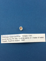 Mammilla Melanostoma 9.35mm W/O Topatii Huahine Island Full Data