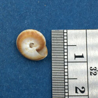 Psilaxis radiatus 10.1mm Ponta Da Barra In Beach Drift Architectonicidae