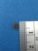 Thala Foveata 5.8mm Microshell Dredged Key West Florida Full Data HOLE