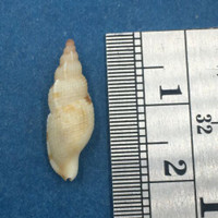 #3 Tritonoharpa lanceolata 18mm Ft Myers Florida, Dredged 40 fathoms