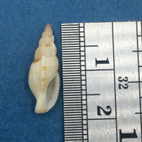 #3 Tritonoharpa lanceolata 18mm Ft Myers Florida, Dredged 40 fathoms