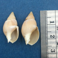 Buccinanops uruguayensis Set x2 21.9-23.8mm Mar del Plata Argentina Lips Chipped