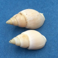 Buccinanops uruguayensis Set x2 21.9-23.8mm Mar del Plata Argentina Lips Chipped