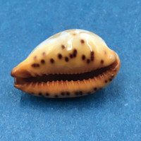 #26 Cypraea (Palmadusta) ziczac 18mm Bohol, Philippines, Shallow Water