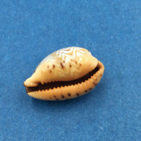 #27 Cypraea (Palmadusta) ziczac 17.9mm Bohol, Philippines, Shallow Water