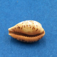 #28 Cypraea (Palmadusta) ziczac 18.3mm Bohol, Philippines, Shallow Water