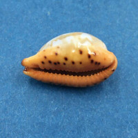 #37 Cypraea (Palmadusta) ziczac 18.8mm Bohol, Philippines, Shallow Water