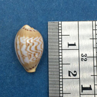 #39 Cypraea (Palmadusta) ziczac 16.3mm Bohol, Philippines, Shallow Water