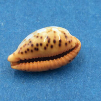 #48 Cypraea (Palmadusta) ziczac 17.4mm Bohol, Philippines, Shallow Water