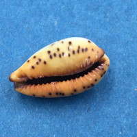 #49 Cypraea (Palmadusta) ziczac 16.7mm Bohol, Philippines, Shallow Water