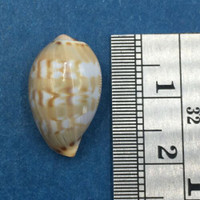 #50 Cypraea (Palmadusta) ziczac 18.5mm Bohol, Philippines, Shallow Water