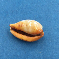 #50 Cypraea (Palmadusta) ziczac 18.5mm Bohol, Philippines, Shallow Water