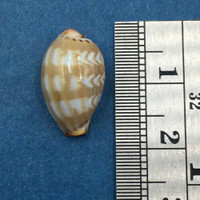 #57 Cypraea (Palmadusta) ziczac 16.5mm Bohol, Philippines, Shallow Water