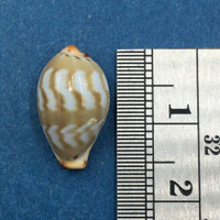 #58 Cypraea (Palmadusta) ziczac 16mm Bohol, Philippines, Shallow Water