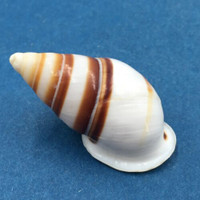 #14 Dolichostyla virgata 39mm Romblon Island Philippines From Trees In Mountains