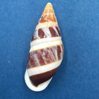 #5 Dolichostyla virgata 43mm Romblon Island, Philippines From Trees In Mountains