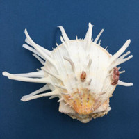 #3 Spondylus americanus 101mm+Spines, Boca Raton, Florida, Dived, 100' Near Reef