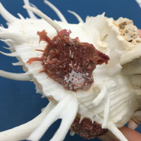 #3 Spondylus americanus 101mm+Spines, Boca Raton, Florida, Dived, 100' Near Reef