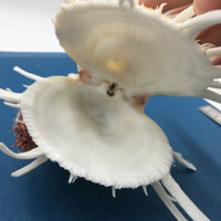 #3 Spondylus americanus 101mm+Spines, Boca Raton, Florida, Dived, 100' Near Reef