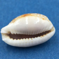 #11 Cypraea (Naria) labrolineata 18.2mm Samar Island, Philippines, Dived, 10m