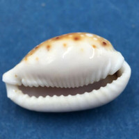 #13 Cypraea (Naria) labrolineata 17.9mm Samar Island, Philippines, Dived, 10m