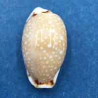 #30 Cypraea (Naria) labrolineata 16.8mm Samar Island, Philippines, Dived, 10m