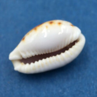 #31 Cypraea (Naria) labrolineata 17mm Samar Island, Philippines, Dived, 10m