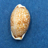 #43 Cypraea (Naria) labrolineata 16.4mm Samar Island, Philippines, Dived, 10m