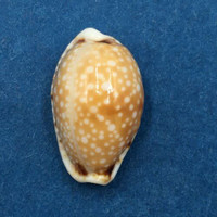 #44 Cypraea (Naria) labrolineata 16.2mm Samar Island, Philippines, Dived, 10m