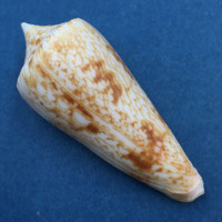 #5 Conus (Phasmoconus) neptunus 51mm Batangas Island, Philippines, Dived, 10m