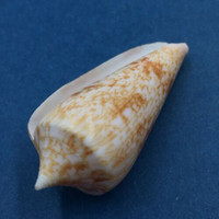 #5 Conus (Phasmoconus) neptunus 51mm Batangas Island, Philippines, Dived, 10m