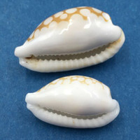 #30 Cypraea cribraria Set x2 19-24mm Samar Island, Philippines, Dived, 15m