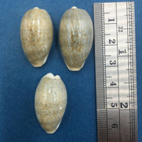 #9 Cypraea (Erronea) errones Set x3 27-29mm Netted, Negros Island, Philippines