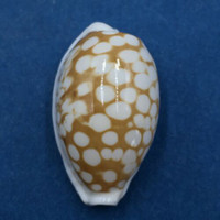 #5 Cypraea (Cribrarula) cribraria 27.9mm Masbate, Philippines, Dived, 15m