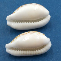 #50 Cypraea cribraria Set x2 22-23mm Samar Island, Philippines, Dived, 15m