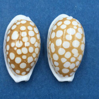 #51 Cypraea cribraria Set x2 22-23mm Samar Island, Philippines, Dived, 15m