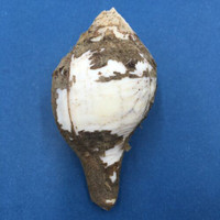 Turbinella pyrum 103mm W/Periostracum Cuddalore, India, Trawled On Mud 10m