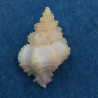 #3 Favartia salmonea 10.8mm Bohol Straits, Philippines, Deep Water Tangle Nets