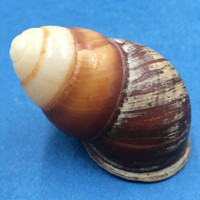 #2 Helicostyla satyrus 44mm Philippines