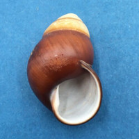 #2 Helicostyla satyrus 44mm Philippines