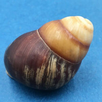 #4 Helicostyla satyrus 41mm Philippines