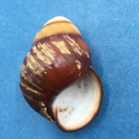 #4 Helicostyla satyrus 41mm Philippines