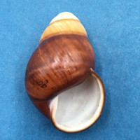 #5 Helicostyla satyrus 47mm Philippines