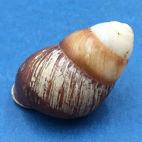 #6 Helicostyla satyrus 42mm Philippines