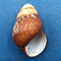 #6 Helicostyla satyrus 42mm Philippines