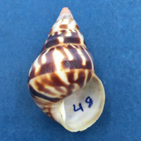 #59 Liguus fasciatus versicolor 35mm Long Pine Key #23 Unusual Pattern