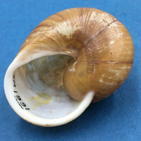 Zachrysia guanensis 48mm