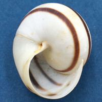 Asperitas nemorensis 31mm Bima, Sumbawa Is., Indonesia On Bushes At Sea Level