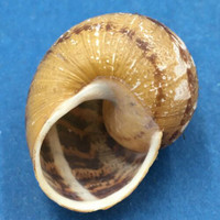 Helix aspersa 30mm Central Chile, On Vines In Vineyard