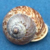 Cyclohelix kibleri 21.6mm W/Operculum North Nias Island, West Sumatra